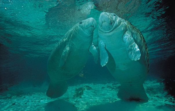 Sea cows (manatee) are still found near the shoreline
